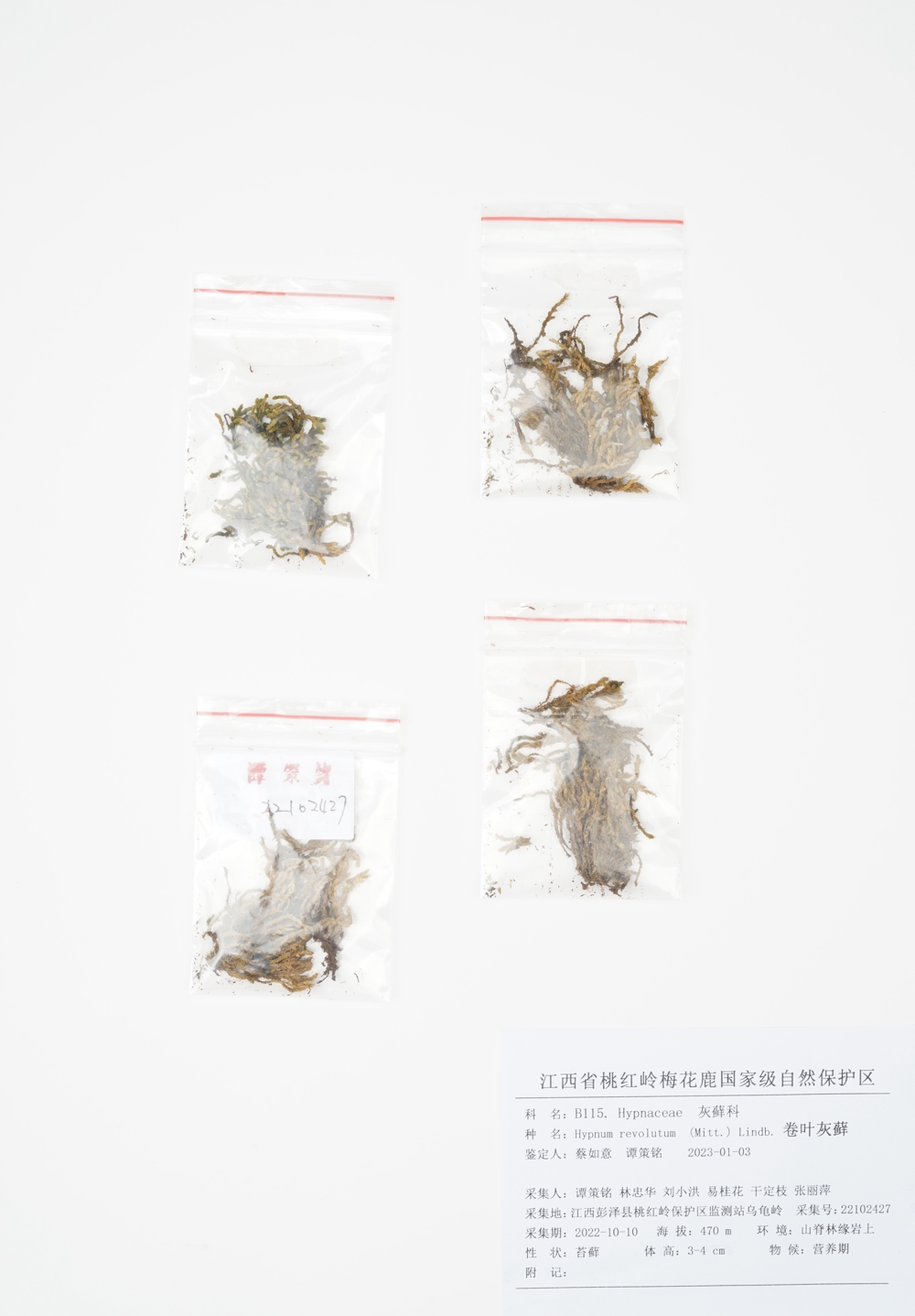 004. B115.卷叶灰藓